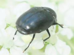 Orphilus ater