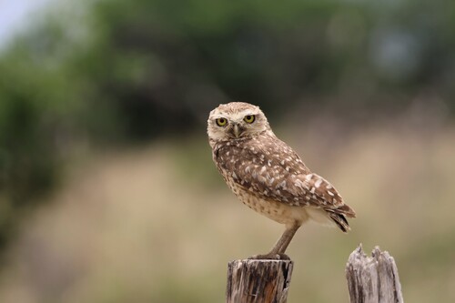 Burrowing Owl