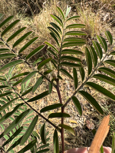 Indigofera pratensis, 2026-04-23