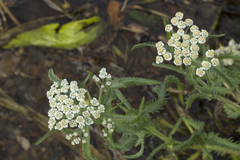 Achillea alpina camtschatica