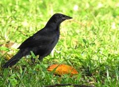 Melodious Blackbird photo 6