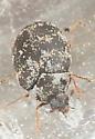 Anthrenus fuscus