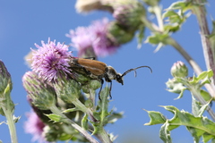 Trigonarthris