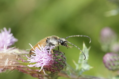 Trigonarthris