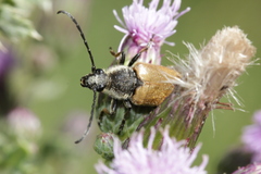 Trigonarthris