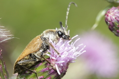 Trigonarthris