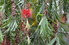 Zosterops palpebrosus