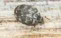 Anthrenus fuscus