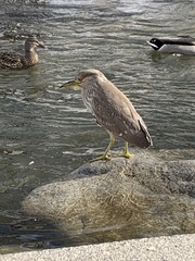 Nycticorax nycticorax