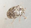 Anthrenus fuscus