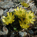 Cooley's Buttercup - Photo (c) M. Goff, some rights reserved (CC BY-NC-SA), uploaded by M. Goff