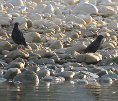 Sturnus unicolor