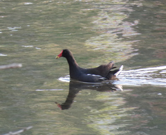 Gallinula chloropus