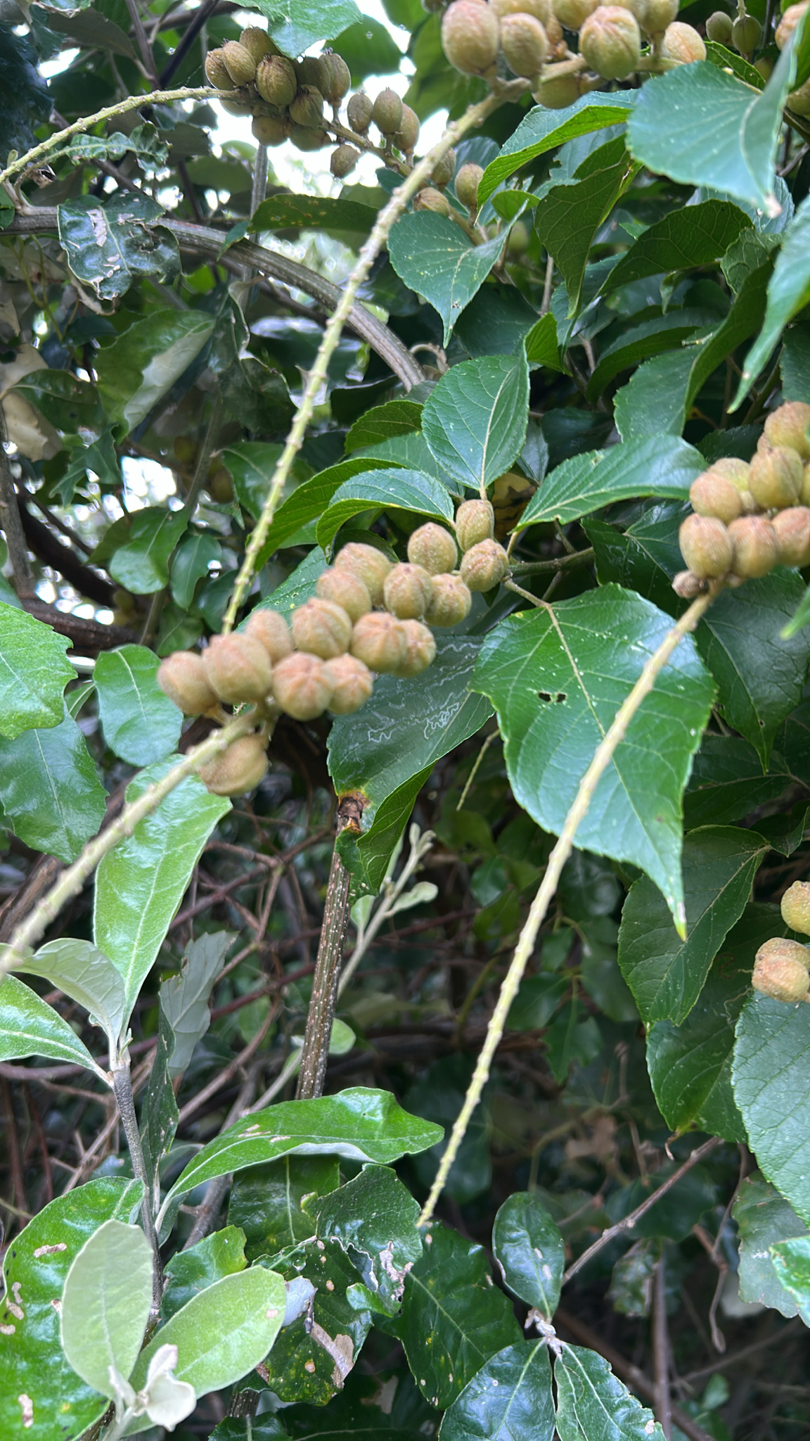 Imagem de Croton sylvaticus