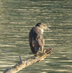 Nycticorax nycticorax