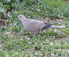 Streptopelia decaocto