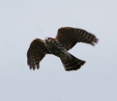 Accipiter virgatus