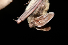 Idionycteris phyllotis