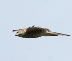 Accipiter virgatus