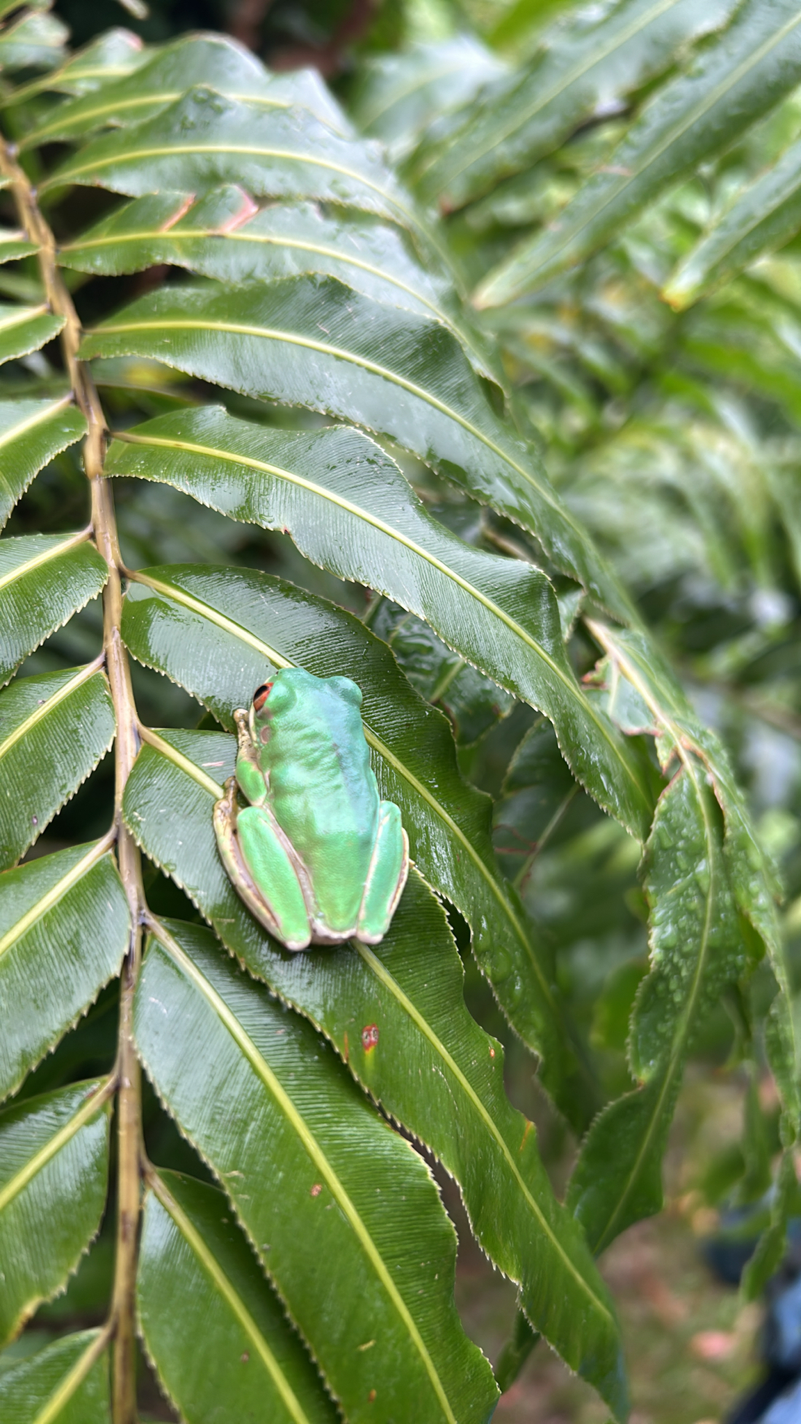 Leptopelis natalensis (Smith, 1849)