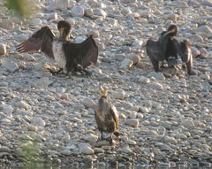 Phalacrocorax carbo