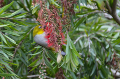 Zosterops palpebrosus