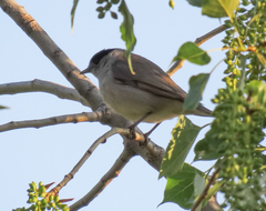 Sylvia atricapilla