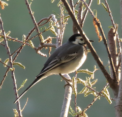 Motacilla alba