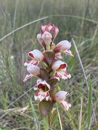 Satyrium sphaerocarpum