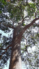 Syzygium densiflorum