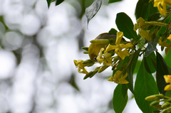 Zosterops palpebrosus