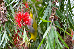 Zosterops palpebrosus