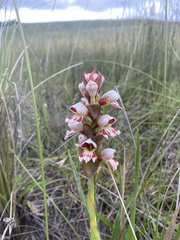 Satyrium sphaerocarpum
