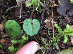 Veronica regina-nivalis