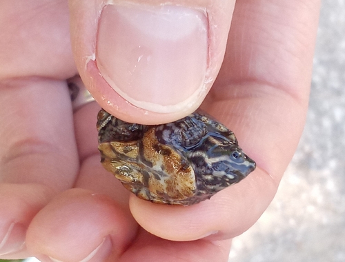 Sternotherus odoratus