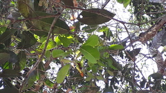 Syzygium densiflorum
