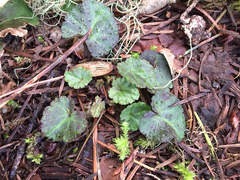 Veronica regina-nivalis