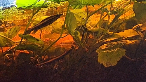 Brown Pencilfish