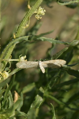 Idaea longaria