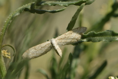 Idaea longaria