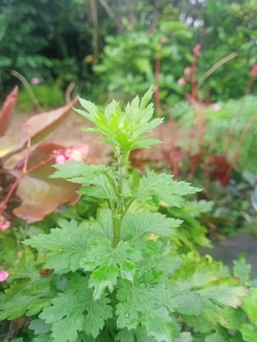 Artemisia lactiflora iNat (3)