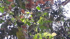 Syzygium densiflorum