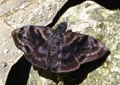 Ebrietas anacreon anacreon