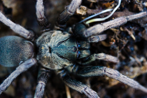 False Tarantula