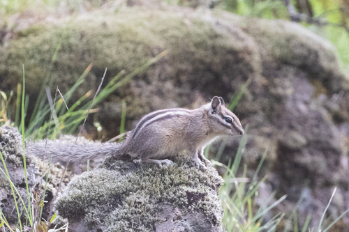 Coulee Chipmunk observed by rjbaltierra