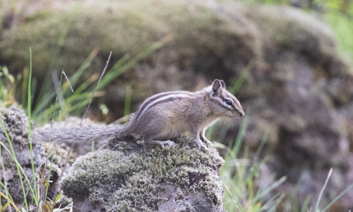 Least Chipmunk