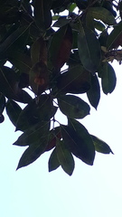 Syzygium densiflorum
