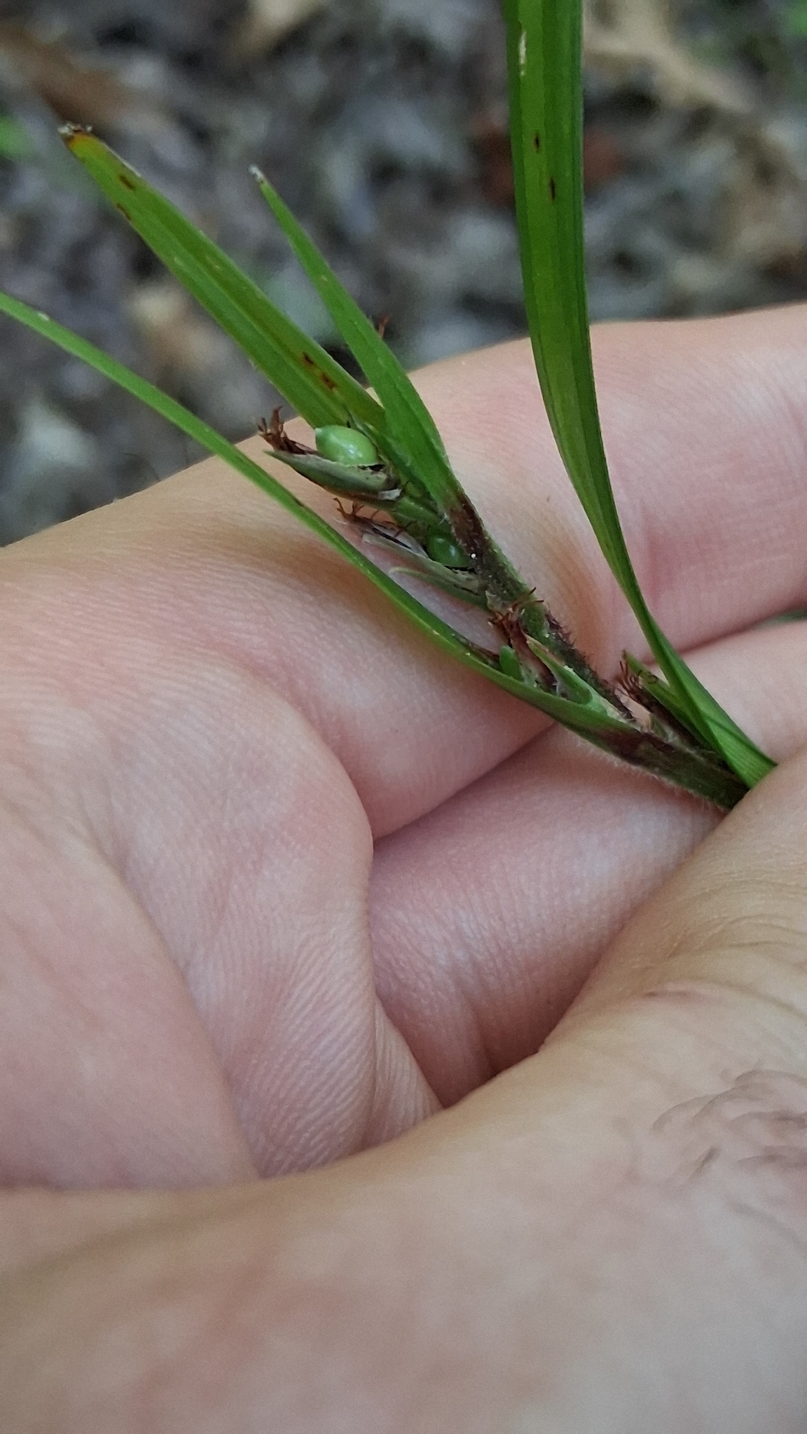Imagem de Scleria oligantha