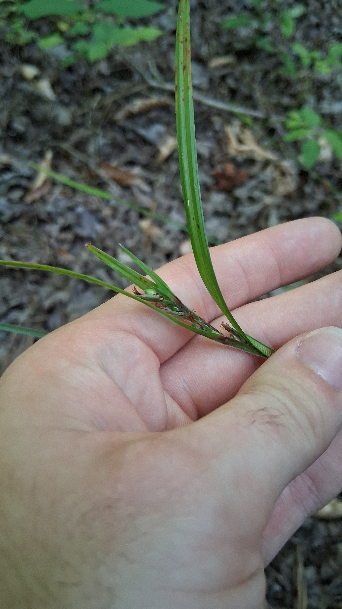 Imagem de Scleria oligantha