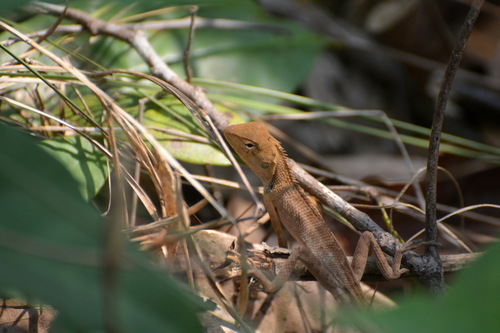 Oriental Garden Lizard